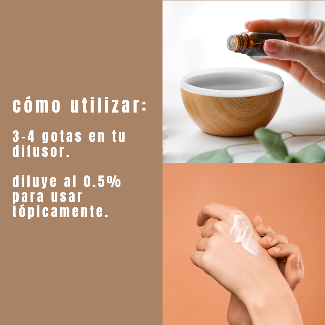 guia como usar el aceite esencial de clavo de olor