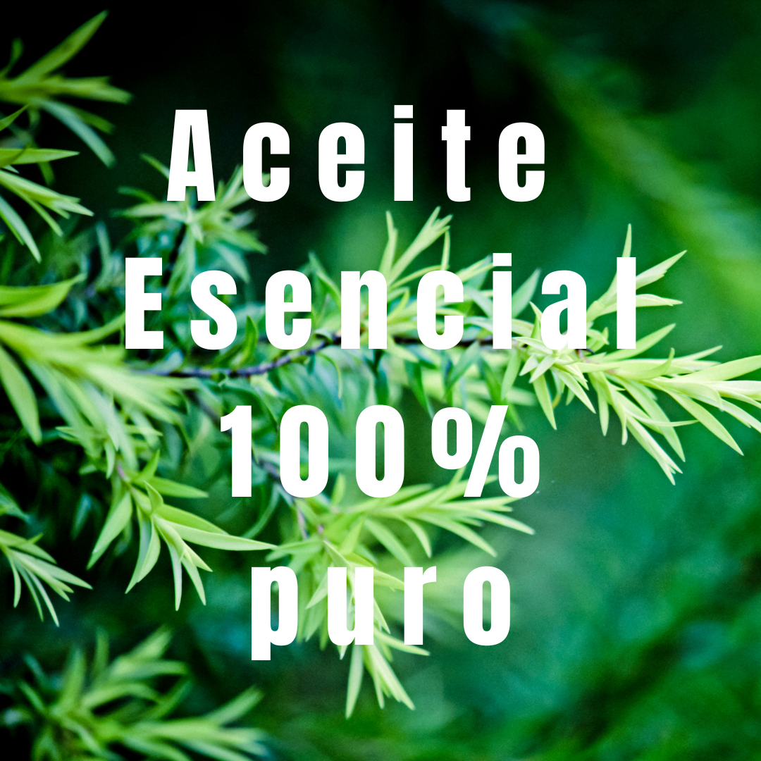 foto de plantas de árbol de té con el texto "Aceite Esencial 100% puro" encima.