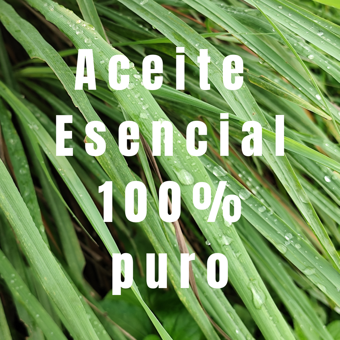 planta de limoncillo con el texto 'aceite esencial 100% puro'