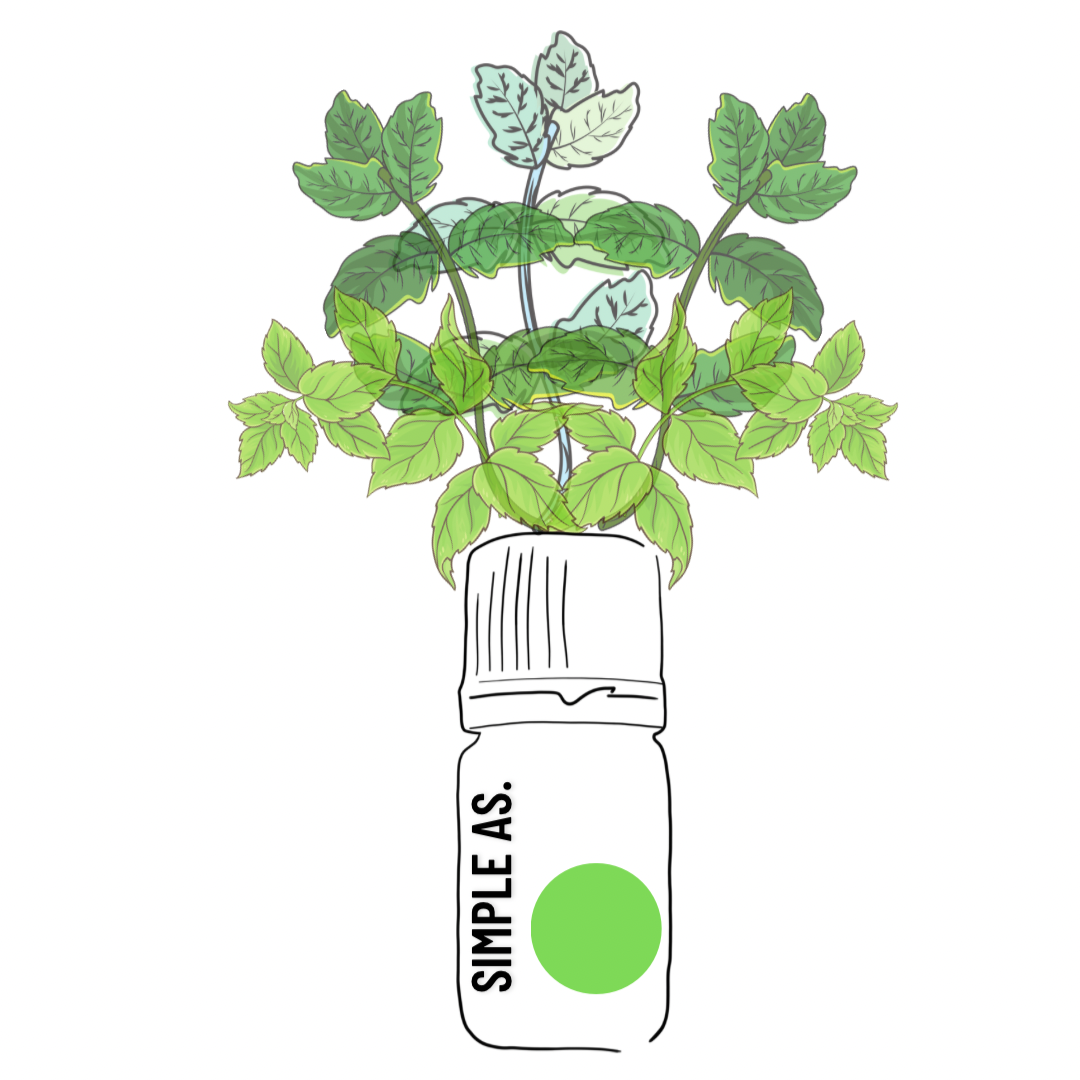 un dibujo de aceite esencial de árbol de té con plantas de árbol de té.
